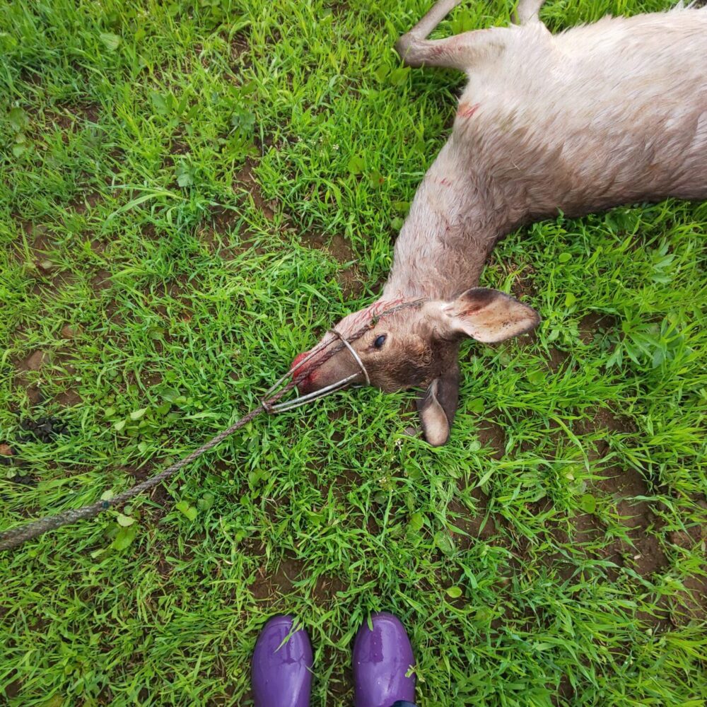 有害鳥獣駆除活動エゾシカの出没頻度の高い天候で捕獲と解体見学